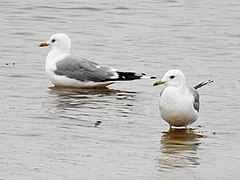 Larus canus heinei