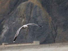 Larus canus heinei