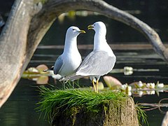 Larus canus heinei