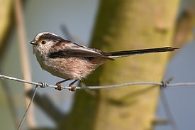 Длиннохвостая синица (Aegithalos caudatus)