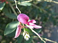 Леспедеца японская (Lespedeza japonica)