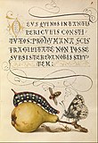 Муха, гусеница, бабочка, груша и многоножка. Между 1591 и 1596. Пергамент, перо, чернила, гуашь, золото, серебро. Центр Гетти, Лос-Анджелес