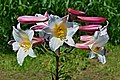 Лилия царственная (Lilium regale)