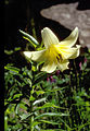 Лилия армянская (Lilium armenum)