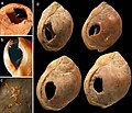 Бусины из раковин Nassarius kraussianus возрастом около 75 000 лет (фото Ф. д’Эррико)