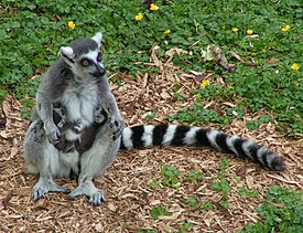 Кошачий лемур (Lemur catta)