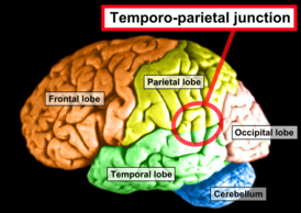 Головной мозг, вид сбоку. Височно-теменной узел указывается красным кругом