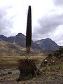 Puya raimondii