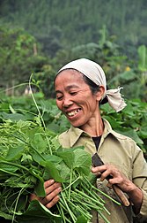 Сбор урожая побегов чайота в провинции Хуабинь, Северо-Западный Вьетнам