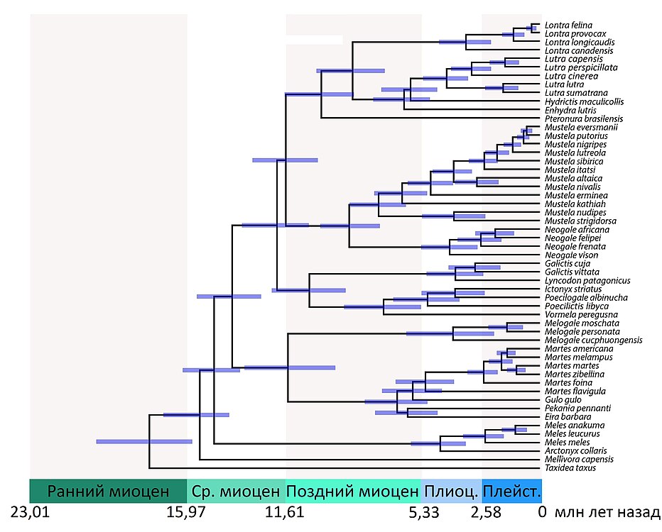 Калиброванное по времени филогенетическое дерево куньих (Law et al., 2017[10]).