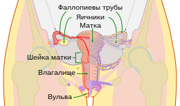 Схема женских половых путей и яичников человека