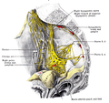 Нервные ганглий, сплетения и нервы малого таза