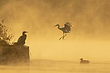 Большой баклан (Phalacrocorax carbo), малая белая цапля (Egretta garzetta) и серая утка (Mareca strepera) на озере Таудаха в Непале. («Изображение года — 2022»)