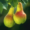 Two light green fruits with hints of red hanging on a tree branch and exhibiting the "pear" shape of an elongated basal portion and a bulbous end.