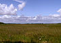 Where the Sawgrass Meets the Sky