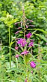 Кисть иван-чая узколистного (Epilobium angustifolium)