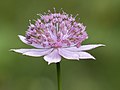 Зонтик астранции наибольшей (Astrantia maxima)