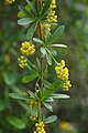 Кистевидная кисть барбариса весеннего (Berberis vernae)