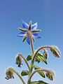 Извилина бурачника лекарственного (Borago officinalis)