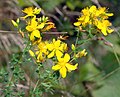 Hypericum pulchrum