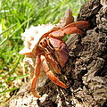 Рак-отшельник Coenobita clypeatus (Paguroidea)