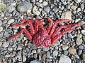 Lithodes santolla (Lithodoidea)