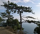 Сосна Палласа (лат. Pinus nigra subsp. pallasiana)