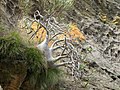 Pachypodium Rosulatum Gracilius