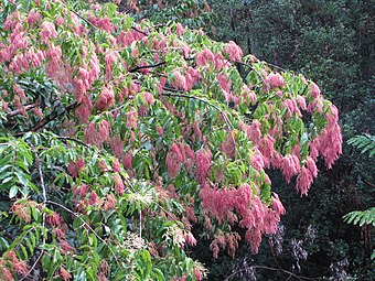 Terminalia myriocarpa