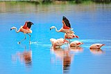 Чилийские фламинго
