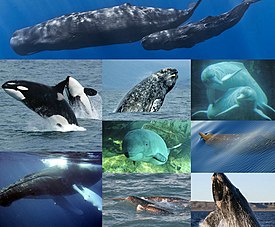 По часовой стрелке, начиная сверху: кашалот, амазонский дельфин, тупорылый ремнезуб, южный гладкий кит, нарвал, горбатый кит, косатка, серый кит и обыкновенная морская свинья