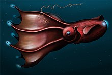 Vampyroteuthis infernalis