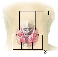 1 — Щитовидная железа, 2 — Паращитовидные железы.