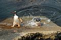 Пингвины генту, нынешние жители бухты Аякс