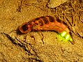 Светялк Photuris lucicrescens