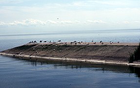 Стая чаек (Larus)