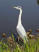 Серая цапля (Ardea cinerea)