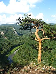 Сосна на смотровой площадке Куперля