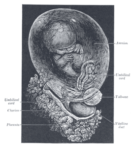 Человеческий зародыш в амнионе.