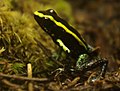 Phyllobates aurotaenia