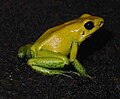 Phyllobates bicolor