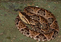 Bothrops asper