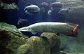 Арапайма, (Arapaima gigas) — крупнейшая пресноводная рыба в мире.