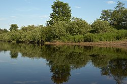 Река Кунья в Торопецком районе