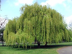 A large Weeping Willow tree from a park in London