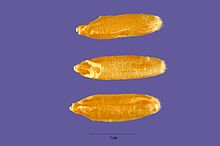 Зерновки Triticum turanicum