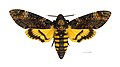 Acherontia atropos