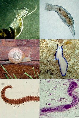 Сверху: зооид покрыторотой мшанки, коловратка Habrotrocha rosa[en]; Посередине: стебельчатоглазый моллюск, плоский червь Pseudoceros indicus; Снизу: кольчатый червь Myrianida sp., дициемид Dicyema japonicum