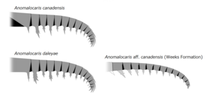 Разнообразие хватательных конечностей Anomalocaris