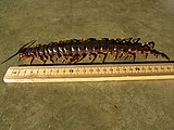 Scolopendra gigantea